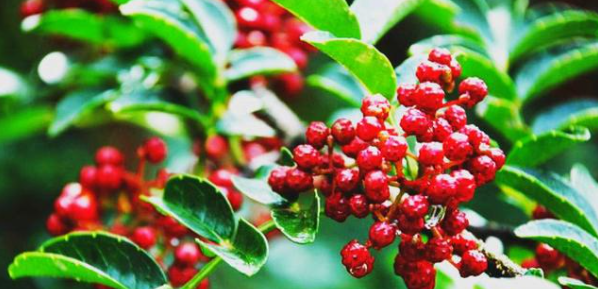 pg电子游戏试玩(中国)官方网站